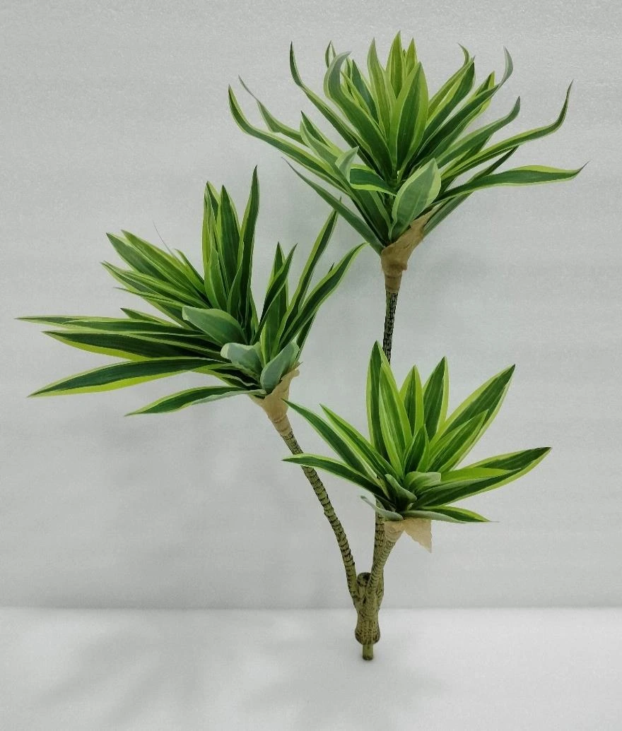 Song Of India Plant x3 60cm
